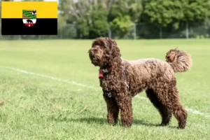 Lire la suite à propos de l’article Éleveurs de Labradoodle et chiots en Saxe-Anhalt