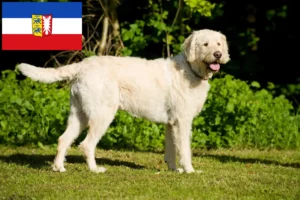 Lire la suite à propos de l’article Éleveurs de Labradoodle et chiots dans le Schleswig-Holstein