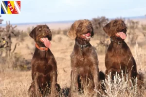 Lire la suite à propos de l’article Éleveurs de caniches pointers et chiots en Grand Est