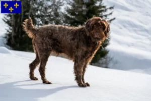 Lire la suite à propos de l’article Éleveurs de caniches pointers et chiots en Île-de-France