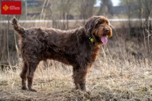 Lire la suite à propos de l’article Éleveurs de caniches pointers et chiots en Occitanie