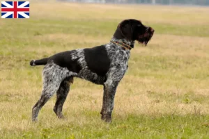 Lire la suite à propos de l’article Éleveurs et chiots de chiens allemands à poil dur au Royaume-Uni