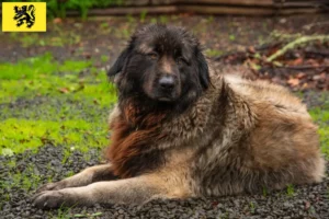 Lire la suite à propos de l’article Cão Da Serra Da Estrela Éleveurs et chiots en Flandre