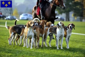 Lire la suite à propos de l’article Éleveurs de chiens courants français et chiots en Île-de-France