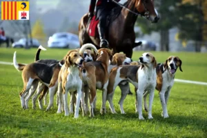 Lire la suite à propos de l’article Éleveurs de chiens courants français et chiots en Provence-Alpes-Côte d’Azur