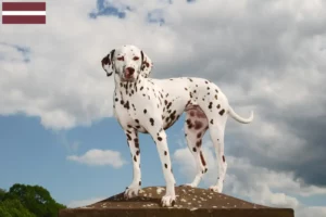 Lire la suite à propos de l’article Éleveurs de dalmatiens et chiots en Lettonie