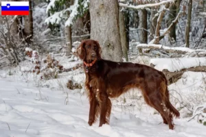 Lire la suite à propos de l’article Éleveurs d’Irish Red Setter et chiots en Slovénie