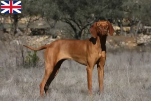 Lire la suite à propos de l’article Éleveurs et chiots de Magyar Vizsla en Grande-Bretagne