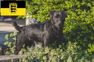 Lire la suite à propos de l’article Éleveurs de Patterdale Terrier et chiots en Baden-Württemberg