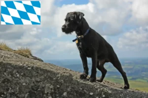 Lire la suite à propos de l’article Éleveurs de Patterdale Terrier et chiots en Bavière