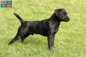 Lire la suite à propos de l’article Éleveurs de Patterdale Terrier et chiots en Bourgogne-Franche-Comté