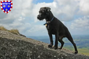 Lire la suite à propos de l’article Éleveurs de Patterdale Terrier et chiots en Centre-Val de Loire