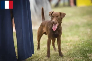 Lire la suite à propos de l’article Éleveurs de Patterdale Terrier et chiots en France