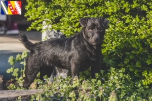 Lire la suite à propos de l’article Éleveurs de Patterdale Terrier et chiots en Grand Est