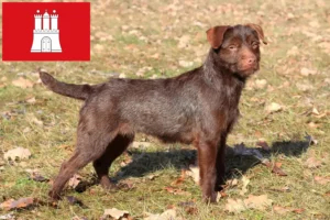 Lire la suite à propos de l’article Éleveurs de Patterdale Terrier et chiots à Hambourg