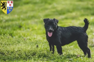 Lire la suite à propos de l’article Éleveurs de Patterdale Terrier et chiots en Hauts-de-France