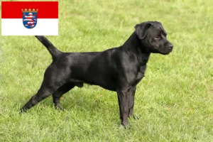 Lire la suite à propos de l’article Éleveurs de Patterdale Terrier et chiots en Hesse