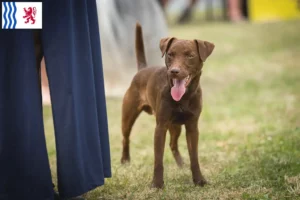 Lire la suite à propos de l’article Éleveurs de Patterdale Terrier et chiots en Nouvelle-Aquitaine