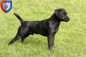 Lire la suite à propos de l’article Éleveurs de Patterdale Terrier et chiots en Pays de la Loire