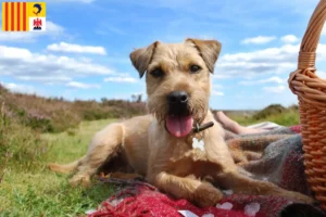 Lire la suite à propos de l’article Éleveurs de Patterdale Terrier et chiots en Provence-Alpes-Côte d’Azur