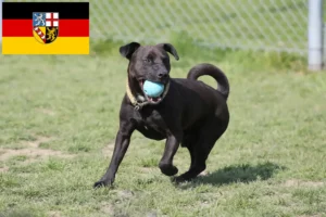 Lire la suite à propos de l’article Éleveurs de Patterdale Terrier et chiots en Sarre