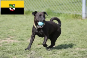 Lire la suite à propos de l’article Éleveurs de Patterdale Terrier et chiots en Saxe-Anhalt