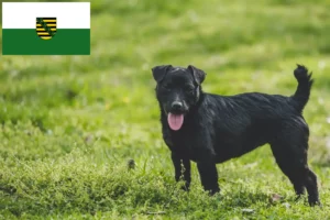 Lire la suite à propos de l’article Patterdale Terrier éleveurs et chiots en Saxe