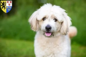 Lire la suite à propos de l’article Pomapoo éleveurs et chiots en Hauts-de-France