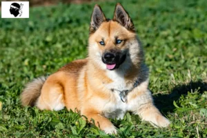 Lire la suite à propos de l’article Pomsky éleveurs et chiots en Corse