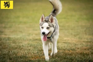 Lire la suite à propos de l’article Pomsky éleveurs et chiots en Flandre