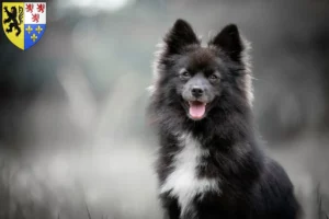 Lire la suite à propos de l’article Pomsky éleveurs et chiots en Hauts-de-France