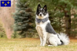 Lire la suite à propos de l’article Pomsky éleveurs et chiots en Île-de-France