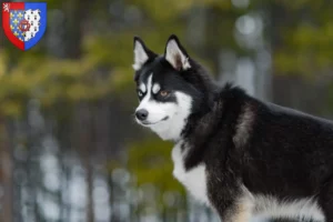 Lire la suite à propos de l’article Pomsky éleveurs et chiots en Pays de la Loire