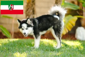 Lire la suite à propos de l’article Pomsky éleveurs et chiots en Rhénanie du Nord-Westphalie