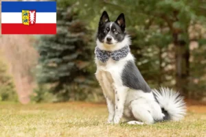 Lire la suite à propos de l’article Pomsky éleveurs et chiots dans le Schleswig-Holstein