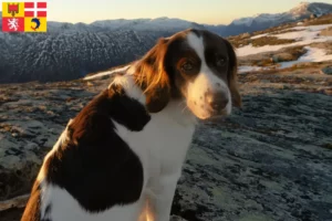 Lire la suite à propos de l’article Drentse Patrijshond éleveurs et chiots en Auvergne-Rhône-Alpes