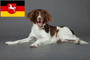 Lire la suite à propos de l’article Drentse Patrijshond éleveurs et chiots en Basse-Saxe