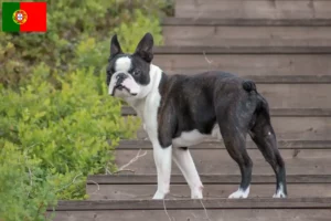 Lire la suite à propos de l’article Éleveurs de Boston Terrier et chiots au Portugal