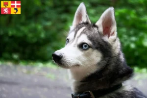 Lire la suite à propos de l’article Alaskan Klee Kai Éleveurs et chiots en Auvergne-Rhône-Alpes