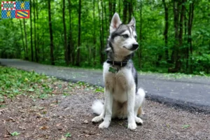 Lire la suite à propos de l’article Alaskan Klee Kai Éleveurs et chiots en Bourgogne-Franche-Comté