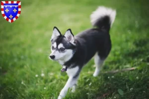 Lire la suite à propos de l’article Alaskan Klee Kai Éleveurs et chiots en Centre-Val de Loire