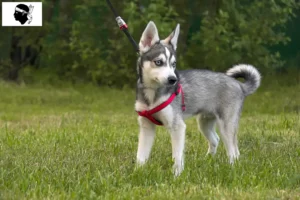 Lire la suite à propos de l’article Alaskan Klee Kai éleveurs et chiots en Corse