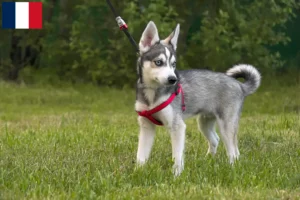 Lire la suite à propos de l’article Alaskan Klee Kai Éleveurs et chiots en France