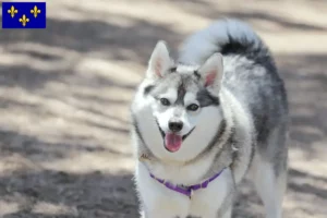 Lire la suite à propos de l’article Alaskan Klee Kai Éleveurs et chiots en Île-de-France