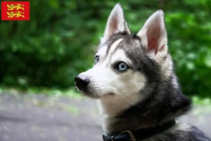 Lire la suite à propos de l’article Alaskan Klee Kai éleveurs et chiots en Normandie