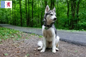 Lire la suite à propos de l’article Alaskan Klee Kai Éleveurs et chiots en Nouvelle-Aquitaine