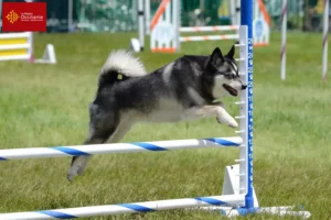 Lire la suite à propos de l’article Alaskan Klee Kai éleveurs et chiots en Occitanie