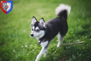 Lire la suite à propos de l’article Alaskan Klee Kai Éleveurs et chiots en Pays de la Loire