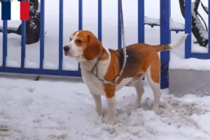 Lire la suite à propos de l’article Eleveurs de Beagle Harrier et chiots à la Réunion