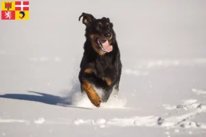 Lire la suite à propos de l’article Berger d’Auvergne Éleveurs et chiots en Auvergne-Rhône-Alpes